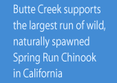 Butte Creek supports the largest run of wild, naturally spawned Spring Run Chinook in California
